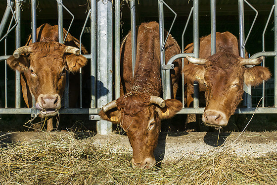 Domaine de la Trille - photo 13
