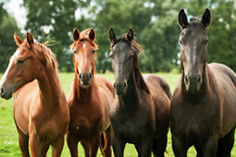 CLUB HÍPICO LOS BOXER