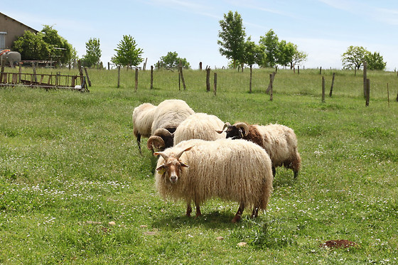 Ferme de La Borde - photo 13